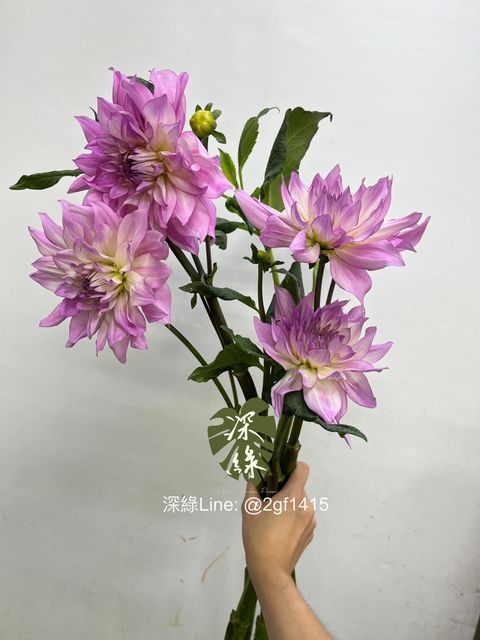 IMG_0736-1729656701231