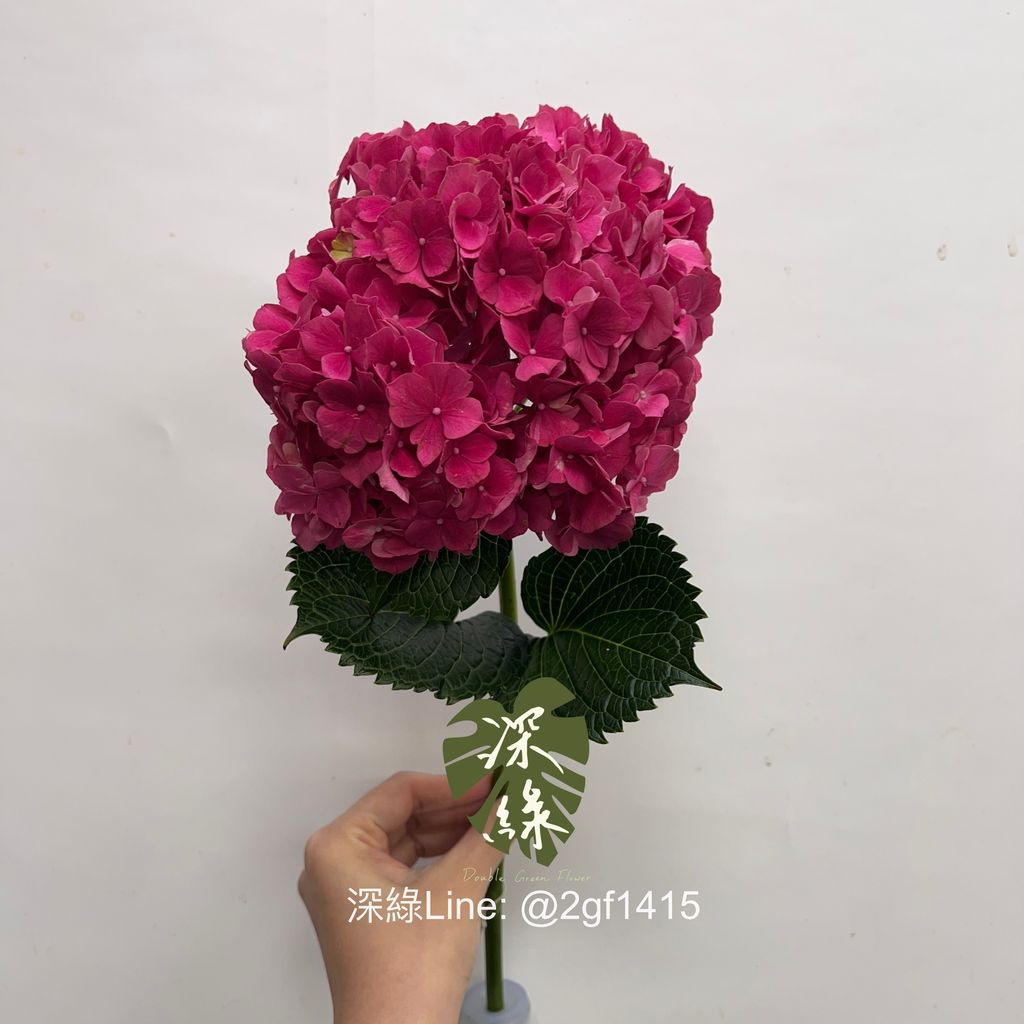 image_28FB7BE5-F9DA-4A9C-9444-8F1AADBEEF97_1753753433