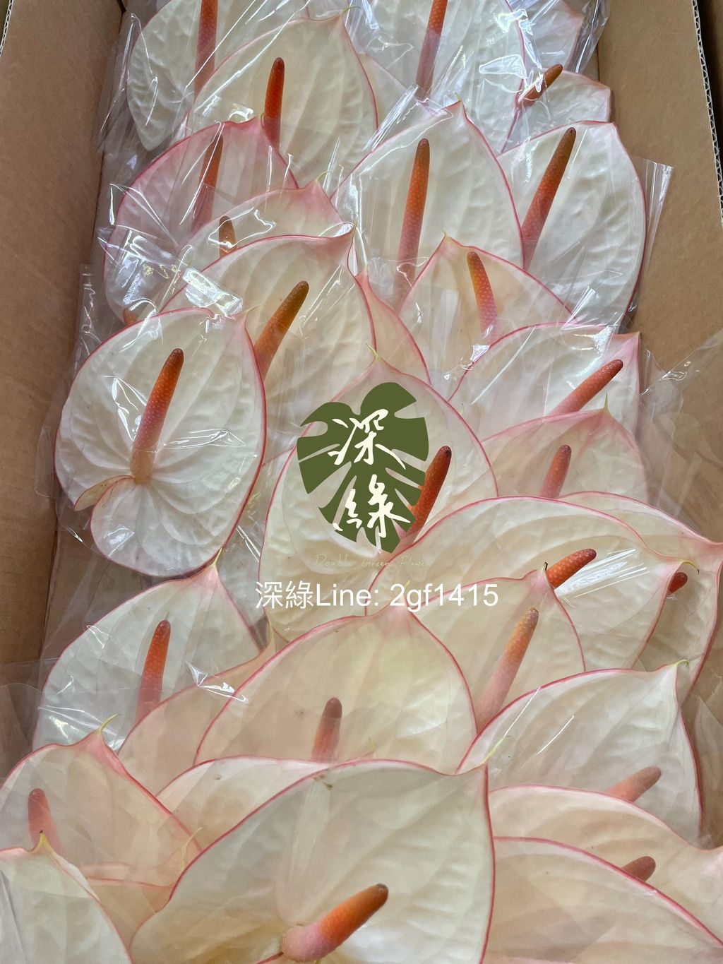 image_22DC94A1-D035-4EA3-BFA5-774B2DC8E71C_1753755397