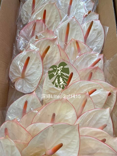 image_22DC94A1-D035-4EA3-BFA5-774B2DC8E71C_1753755397