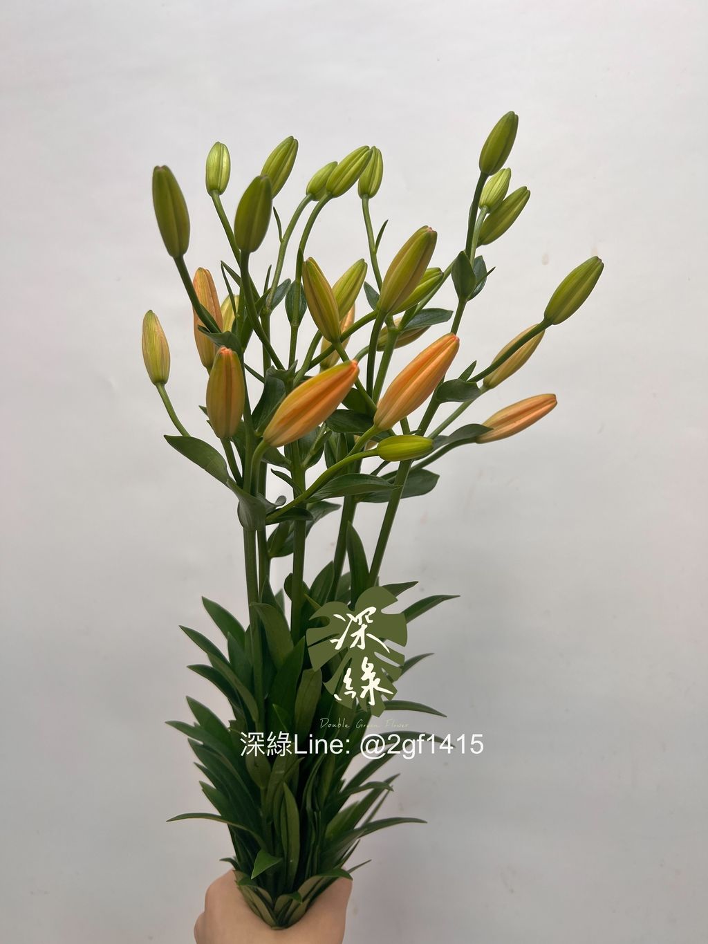 image_88743C4C-8DE7-441C-831C-78E6353B4183_1744428434