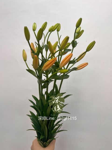 image_88743C4C-8DE7-441C-831C-78E6353B4183_1744428434