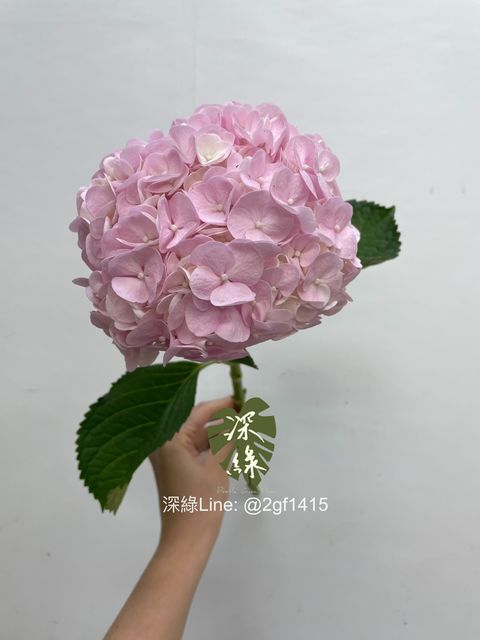 image_4241F2C9-16BF-45CC-AD3B-5EAEC876B6F3_1754376231