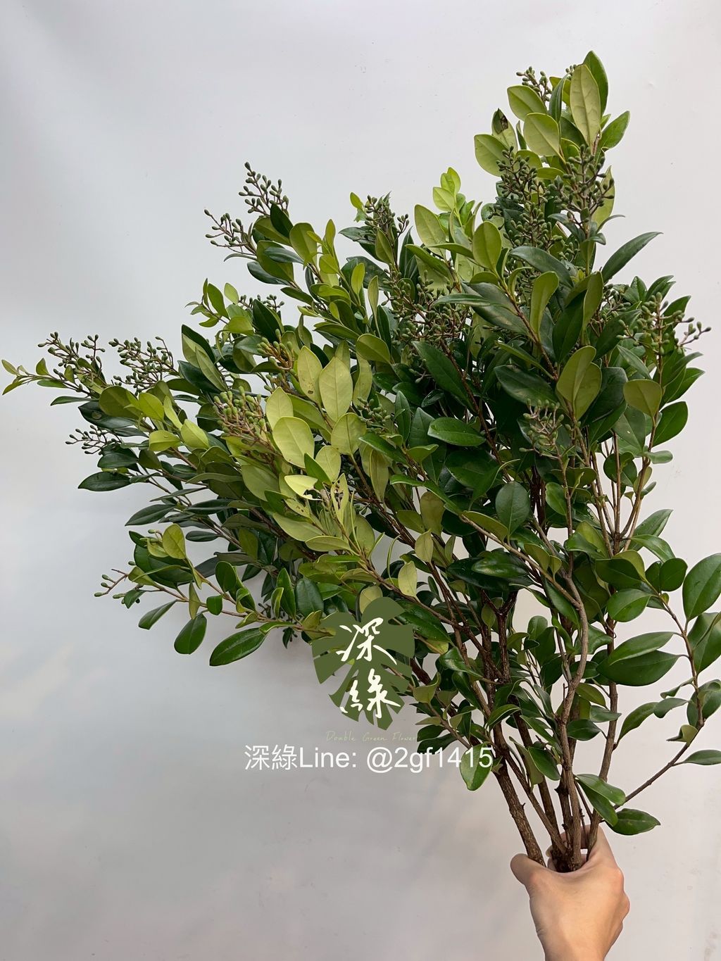 image_54D5B1AD-C963-428B-929C-2461A40CE58A_1754454928