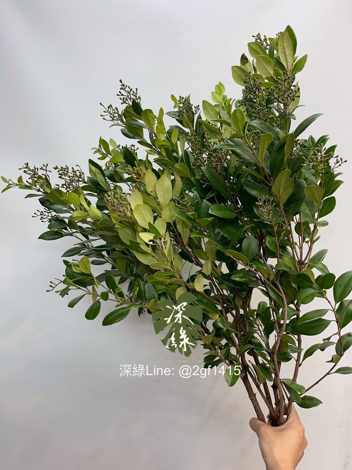 image_54D5B1AD-C963-428B-929C-2461A40CE58A_1754454928