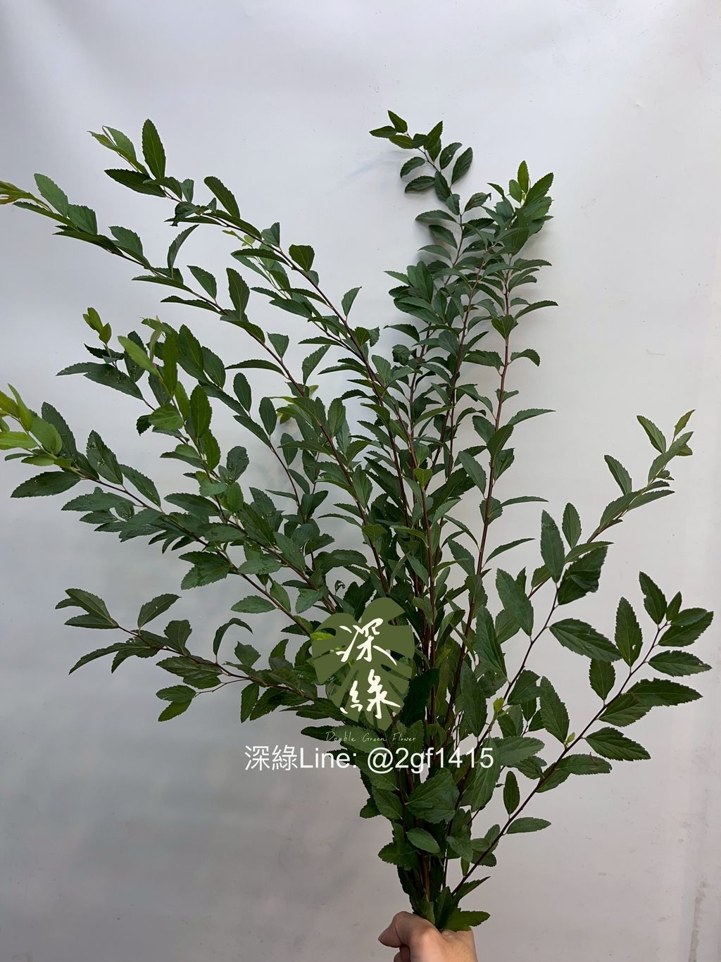 image_5C6EB830-44AA-4297-89D5-8B32DE7968FE_1754455133