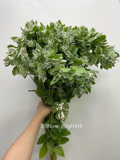 IMG_1852-1714118405678