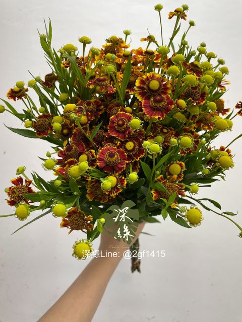 image_AED66320-A35C-4A9A-AF73-AD500976A7EF_1754616724
