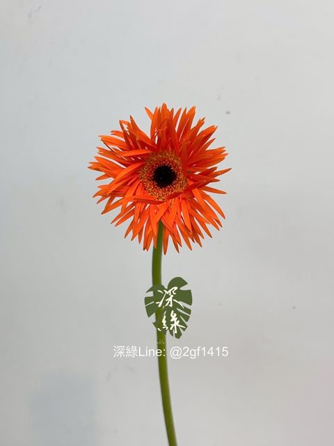 image_D623D42A-4A14-4F48-A8A9-0F2F77D5A9F5_1754885151