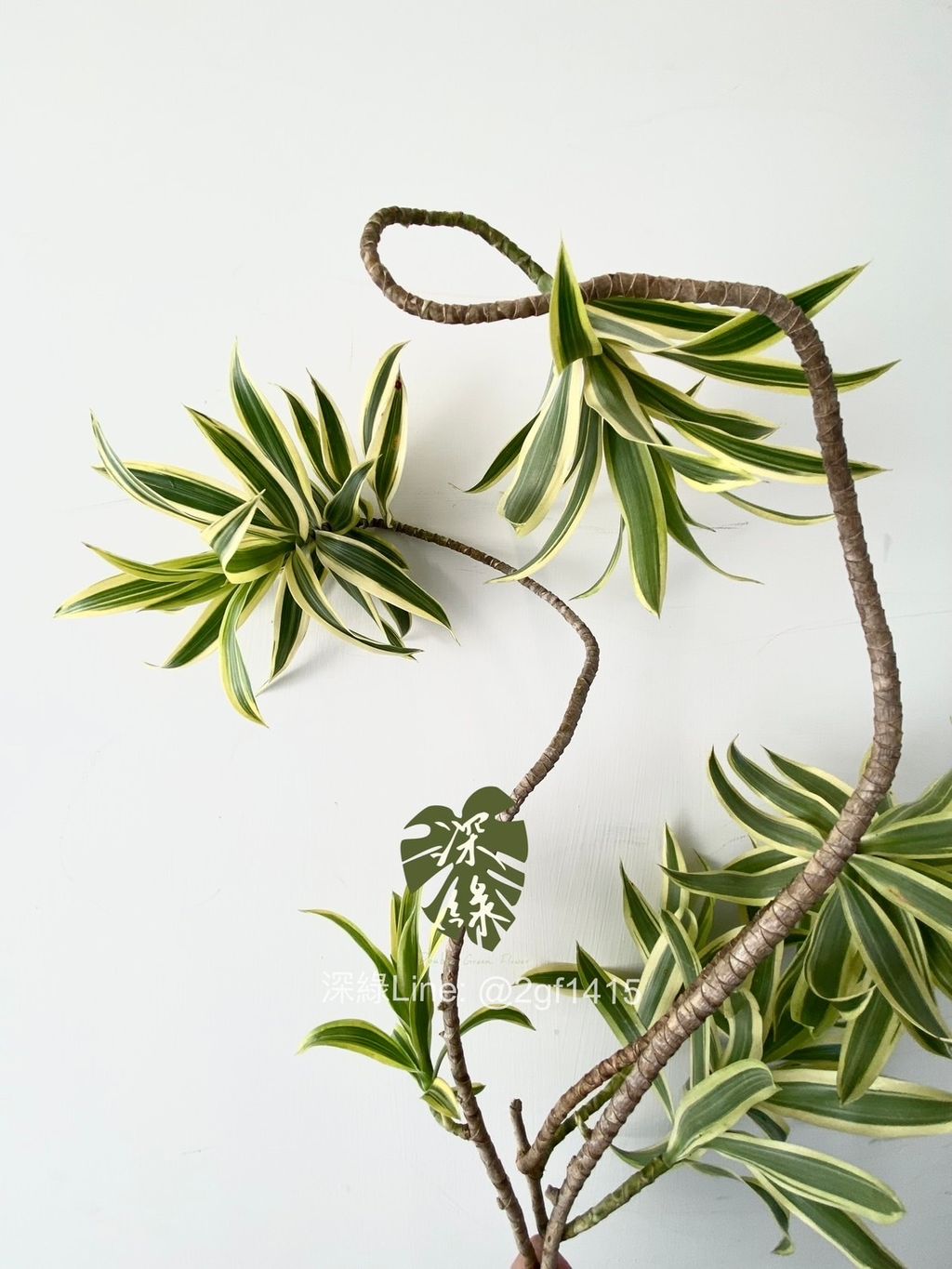 image_88AB73C9-1C51-4A10-8FA6-46A2DEBC69C1_1754899476