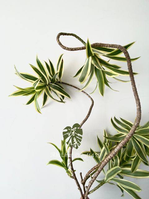 image_88AB73C9-1C51-4A10-8FA6-46A2DEBC69C1_1754899476