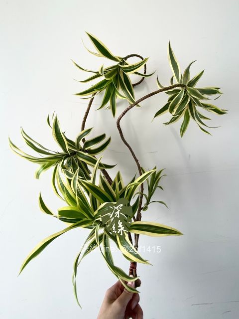 image_D6D6BC35-07A8-4DA0-8E8C-F63832E348B6_1754899476