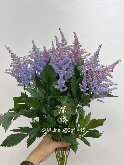 image_867CC69C-FE91-4A2D-94E8-727F457D8B83_1754968161