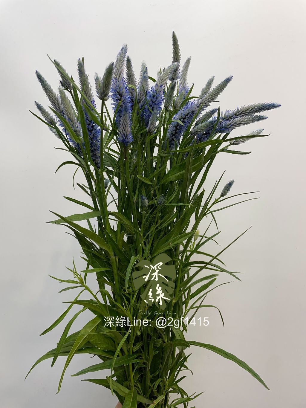 image_59E21CA5-4774-45AD-9D2B-95F302CA34C7_1755834264