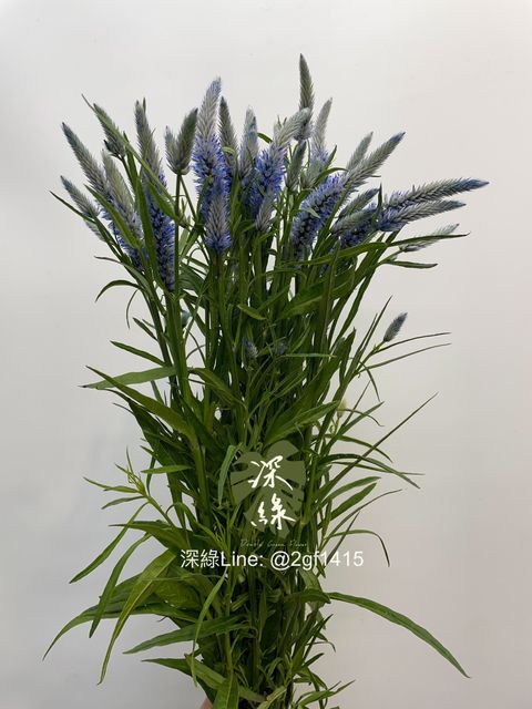 image_59E21CA5-4774-45AD-9D2B-95F302CA34C7_1755834264