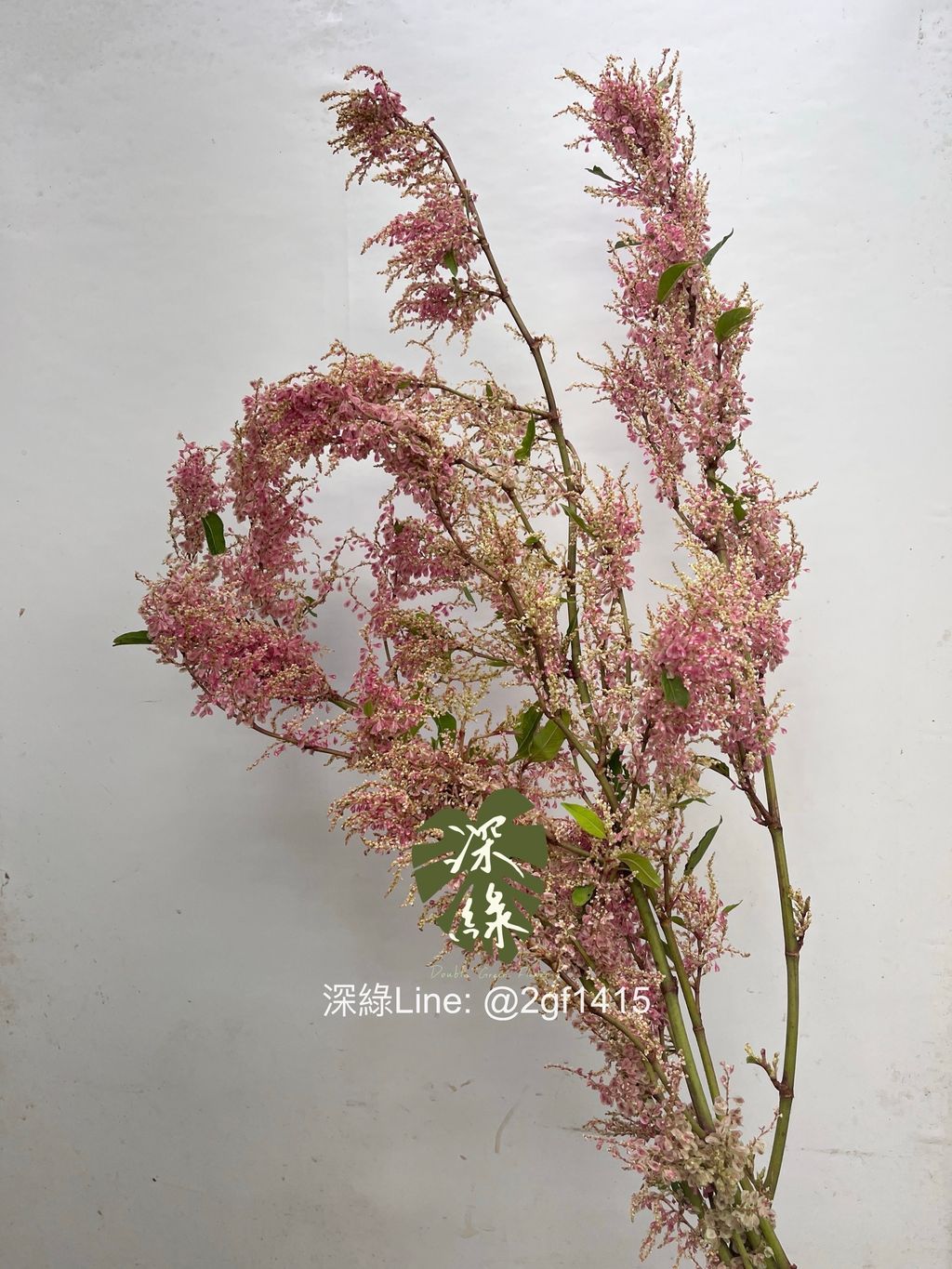 image_BC85376C-815A-423A-BD89-951C5B2BA0EF_1755910051