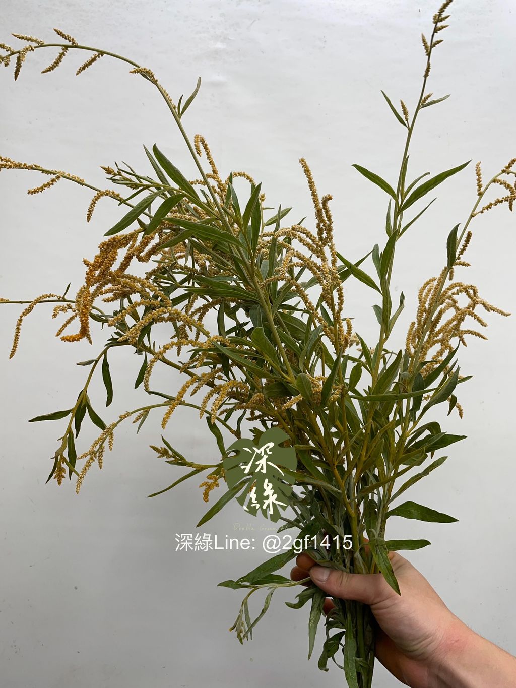 image_D9A2CD54-EA31-4F42-AF63-421BF756D888_1756699552