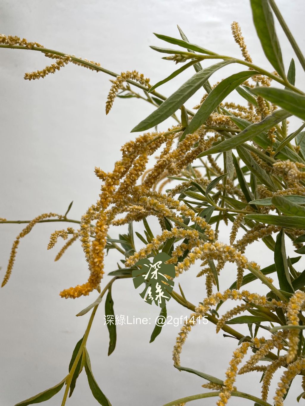 image_5A8406FA-081A-48CF-8E6A-C08169EF27C0_1756699552