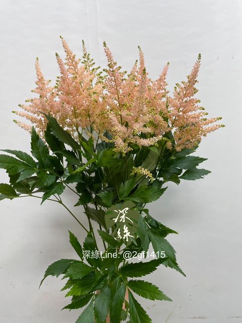 image_F6E868F7-29E2-4C4F-A650-91DDA5B7417D_1756780604