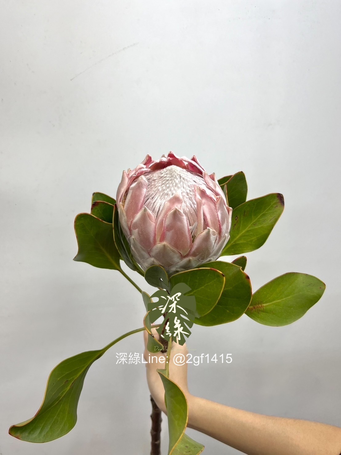 鴛鴦花卉 北京美协凌雪四尺斗方桃花鸳鸯《和和美美》 - 花鸟画- 99字画网