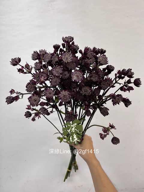 image_17C17A80-8B3F-455A-9922-1A49E326B28B_1757910979