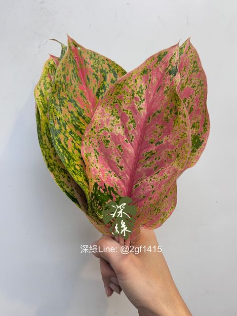 image_E50E6065-F80D-4491-B4BE-BB19996DBD30_1758020846