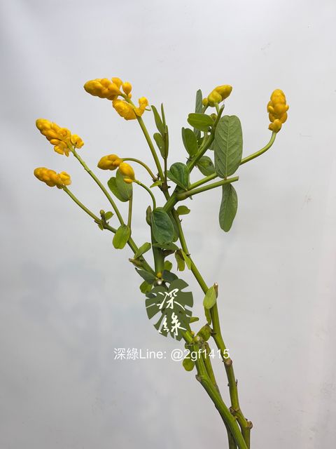 image_5EC943A8-7DAF-4470-BB13-CF0580B8DF26_1758021137