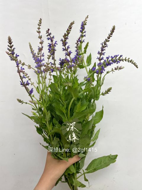 image_3BA5A748-8F8B-4485-A483-A745DFBE4295_1758074017