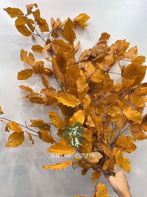 image_C92FF76C-A4E7-4018-AAB4-6970EDD88BCC_1758076914