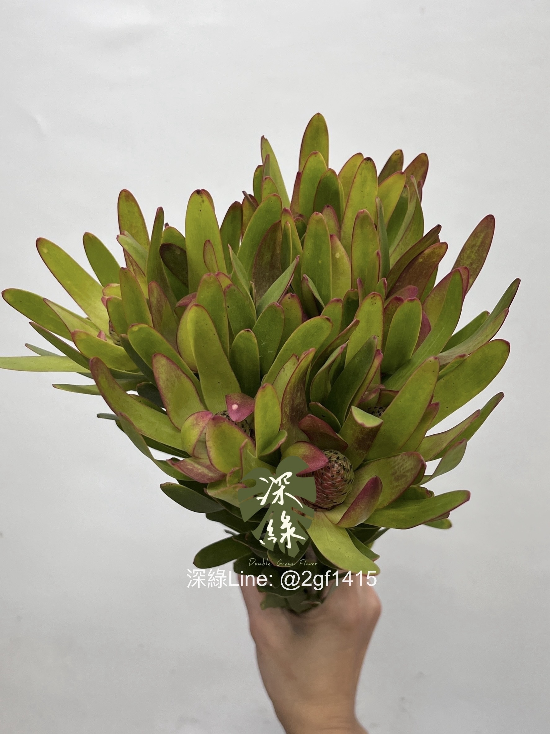 新品– 深綠花卉
