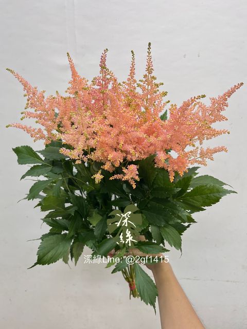 image_3876599D-23E6-4B7B-86AC-21E04C6470A7_1758251020