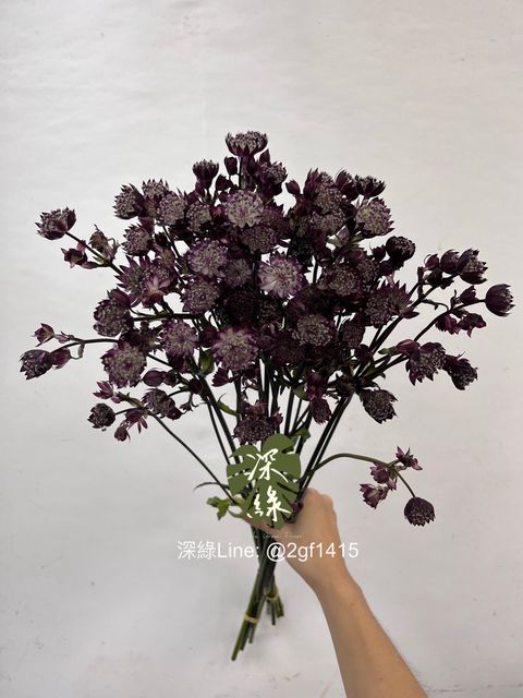 image_17C17A80-8B3F-455A-9922-1A49E326B28B_1757910979