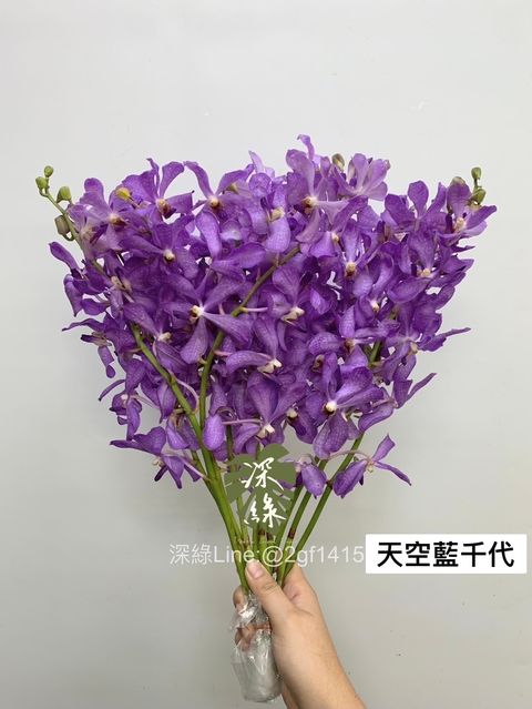 IMG_1135-1718770537625