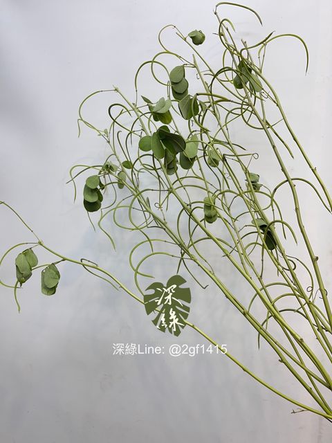 image_9187BC22-7E40-4478-989B-1A06D120B6B0_1757995241