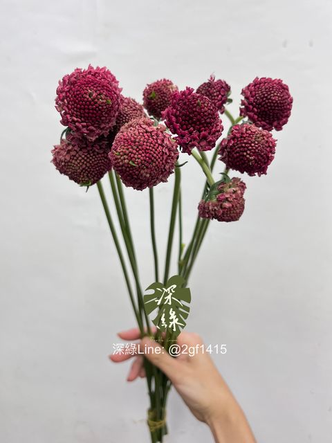 image_C25E92CB-209E-4A23-994A-52E102F465E7_1759120971