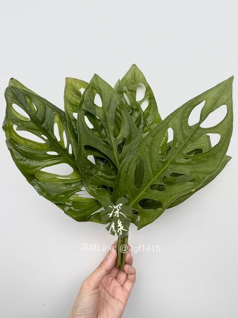 image_D5B71A6C-E5F5-4BA7-B4AE-B79FC8B54CC1_1759214391