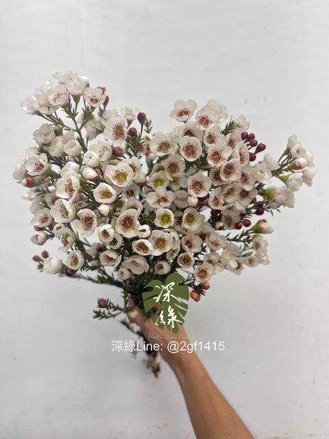 image_CC70B430-8F09-4249-87AA-22F8495BEA31_1755053853