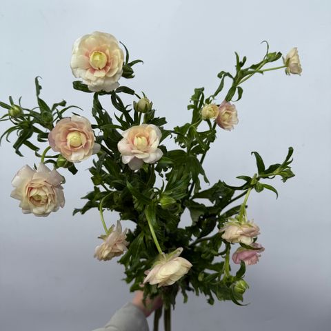 image_F885C53A-4D9A-4482-B8B3-2346B6EB6611_1759286831