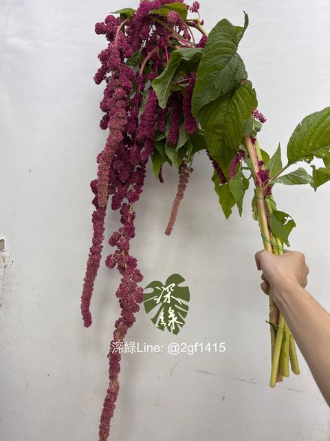 image_463DD9A5-9365-4B91-95DD-828F8ABD439D_1759291542