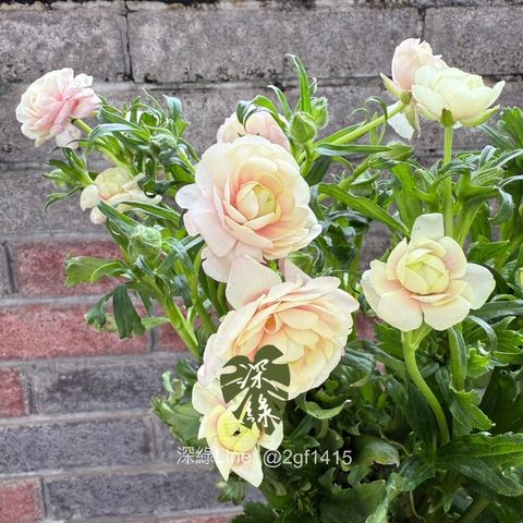 image_18FE267B-2D1F-41A6-84E2-29C9DCAD849F_1759302071