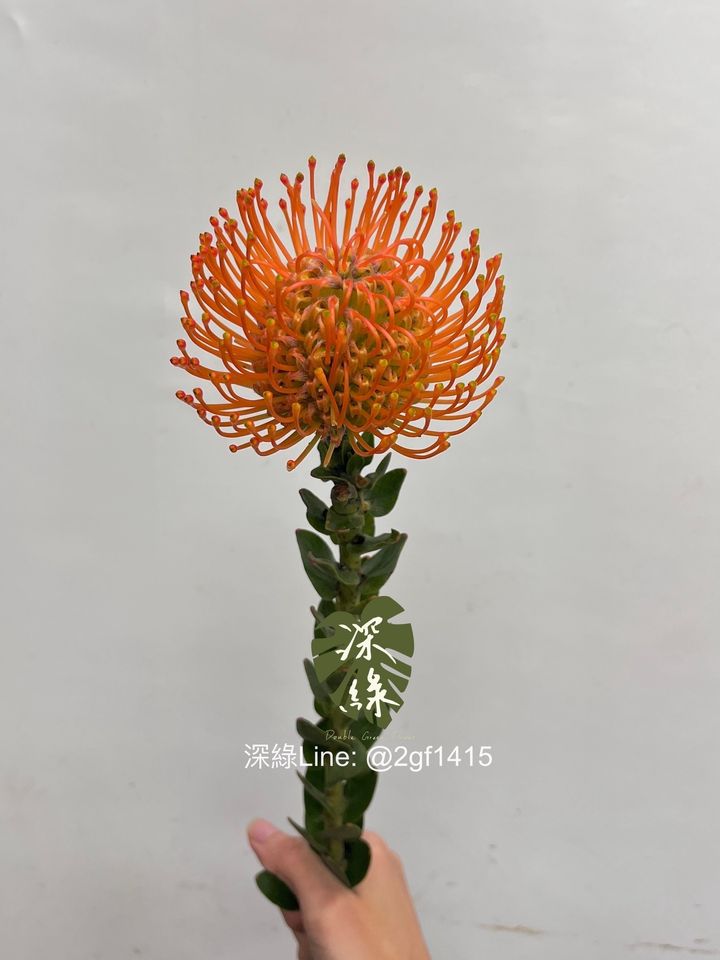 image_6B46136B-06B2-42FC-8E58-10CBDB547886_1759378415