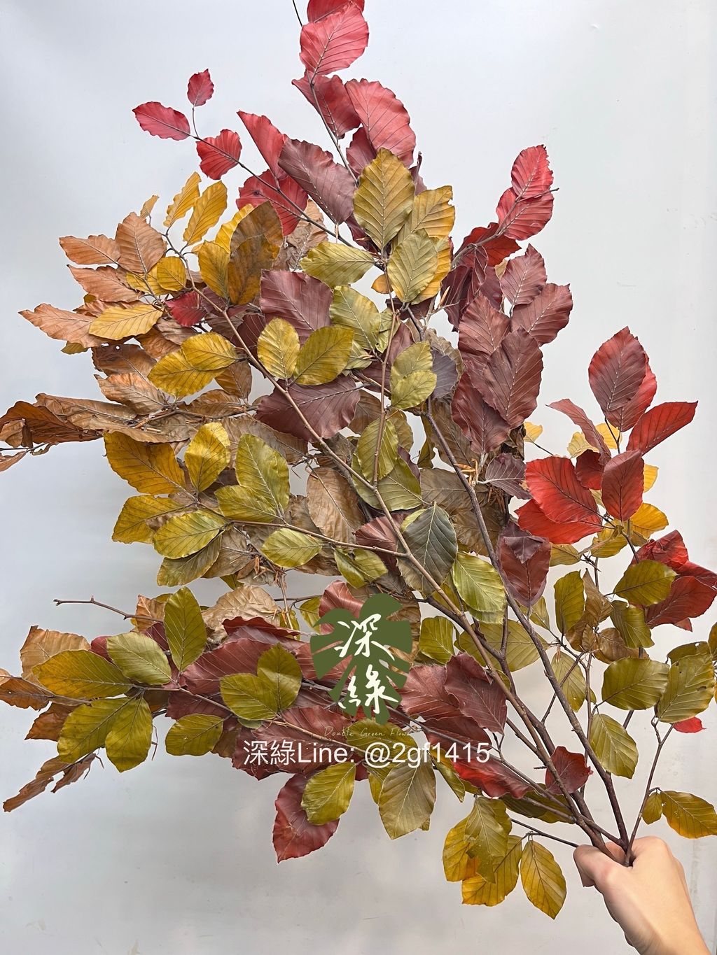 image_07930385-BF84-4D11-A608-EB1F98A32629_1759378436