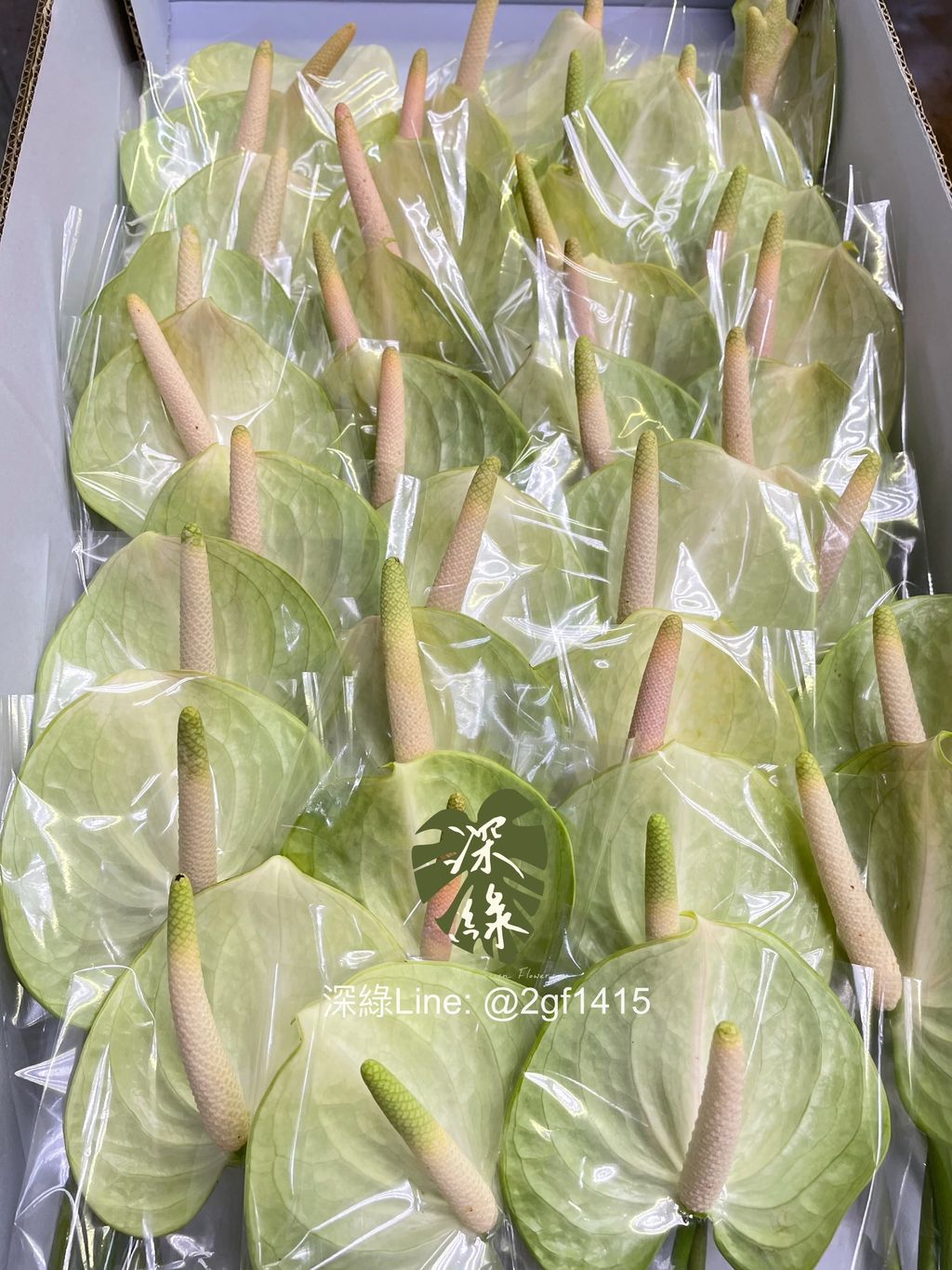 image_D072BABF-5194-4850-978C-698CCB0C045D_1759378742