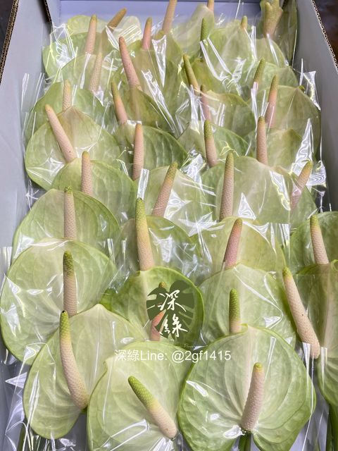 image_D072BABF-5194-4850-978C-698CCB0C045D_1759378742