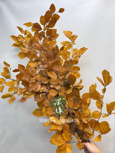 image_B13038ED-2819-4D57-A7CB-E8595ECDDE79_1759384831