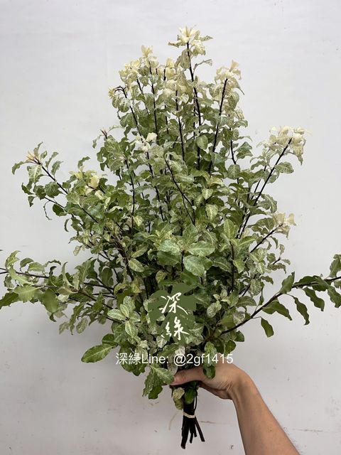 image_BC67D59D-618F-4C4E-A0D1-CBE44142A989_1754454966