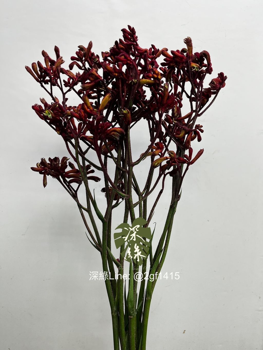 IMG_2361-1736397669151