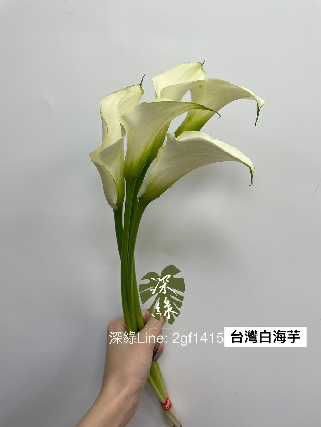 IMG_8491-1732512305864