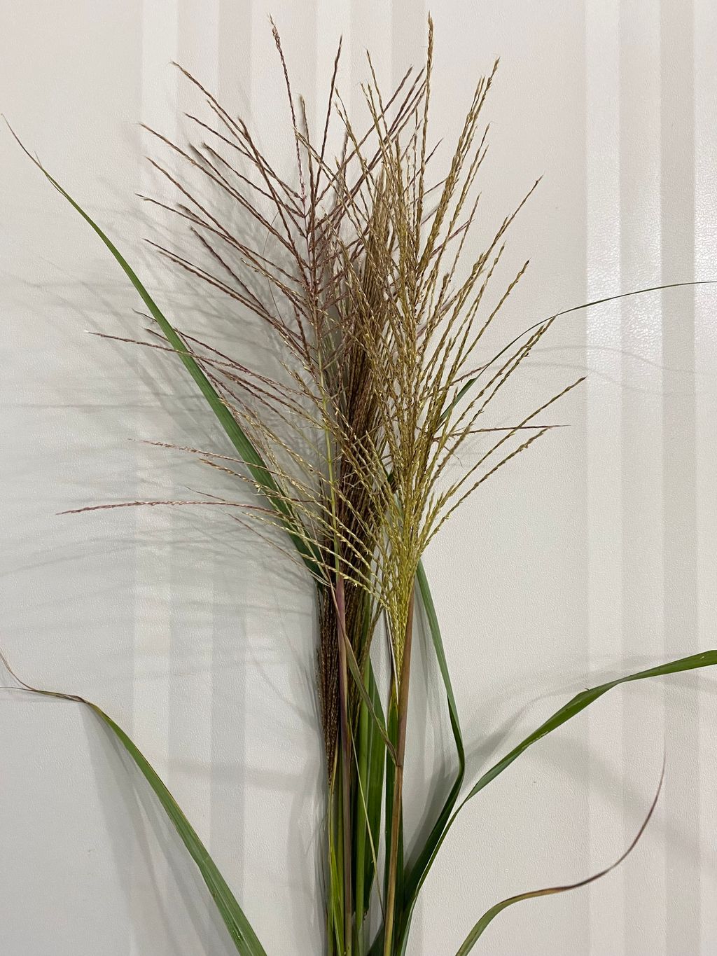 image_E33AA1A8-94A0-478C-B751-E93260C02B85_1760349100