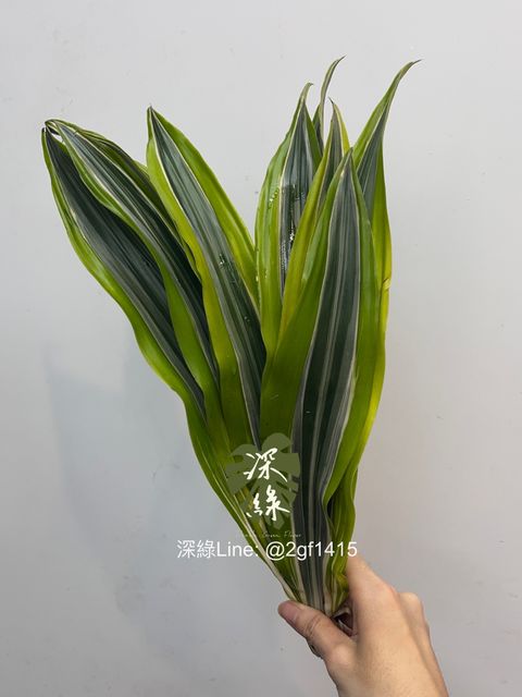image_AACA617D-B883-4C80-ADE9-A7F5CB503760_1760414832